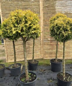 Alternative view of Tuja formuota į rutulį Nr.4/ Bonsai Thuja