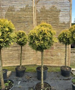 Tuja formuota į rutulį Nr.4/ Bonsai Thuja