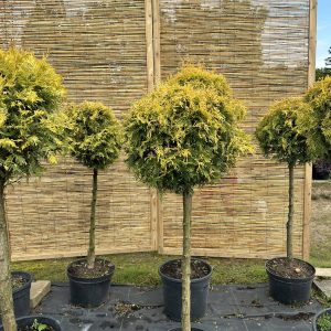 Tuja formuota į rutulį Nr.4/ Bonsai Thuja