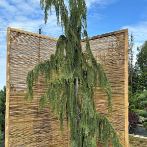 Puskiparisis nutkinis 'Pendula' Nr.5 / Chmaecyparis nootkatensis Pendula