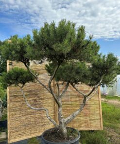 Alternative view of Pušis kalninė 'Pumilio' Nr.6 / Bonsai Pinus mugo 'Pumilio'