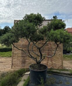 Pušis kalninė 'Pumilio' Nr.6 / Bonsai Pinus mugo 'Pumilio'
