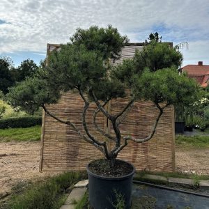 Pušis kalninė 'Pumilio' Nr.6 / Bonsai Pinus mugo 'Pumilio'