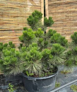 Pušis juodoji 'Globosa' Nr.7 / Bonsai Pinus nigra “Globosa” PARDUOTAS