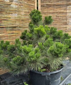 Alternative view of Pušis juodoji 'Globosa' Nr.7 / Bonsai Pinus nigra “Globosa” PARDUOTAS