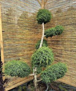 Alternative view of Kadagys virgininis 'Hetz' Nr. 8 / Bonsai Juniperus virginiana 'Hetz' PARDUOTAS