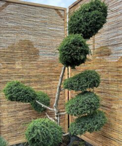 Kadagys virgininis 'Hetz' Nr. 8 / Bonsai Juniperus virginiana 'Hetz' PARDUOTAS