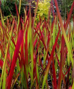 Alternative view of Rytinė imperata 'Red Baron‘ / Imperata cylindrica 'Red Baron‘