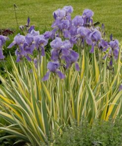 Vėduoklinis vilkdalgis ‚Zebra’ / Iris pallida ‘Zebra’