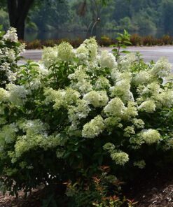Šluotelinė hortenzija 'Little Lime' / Hydrangea paniculata 'Little Lime'