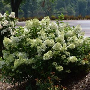 Šluotelinė hortenzija 'Little Lime' / Hydrangea paniculata 'Little Lime'