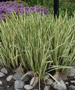 Alternative view of Margalapis ajeras 'Variegata‘ / Acorus calamus 'Variegata‘