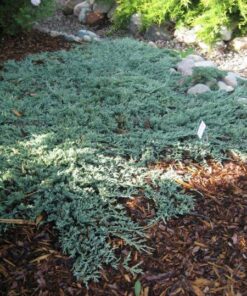 Gulsčiasis - šliaužiantis kadagys 'ICE BLUE' / Juniperus horizontalis 'Ice Blue'