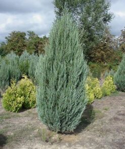Uolinins kadagys 'Skyrocket‘ / Juniperus scopulorum 'Skyrocket‘