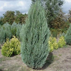 Uolinins kadagys 'Skyrocket‘ / Juniperus scopulorum 'Skyrocket‘