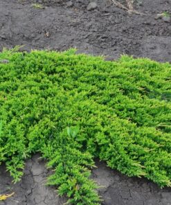 Gulsčiasis - šliaužiantis kadagys ‘Prince of Wales’ / Juniperus horizontalis ‘Prince of Wales’