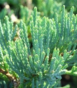 Alternative view of Gulsčiasis - šliaužiantis kadagys ‘Glacier’ / Juniperus horizontalis ‘Glacier’