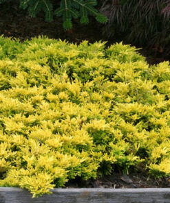 Gulsčiasis - šliaužiantis kadagys ‘Golden carpet’  / Juniperus horizontalis ‘Golden Carpet’