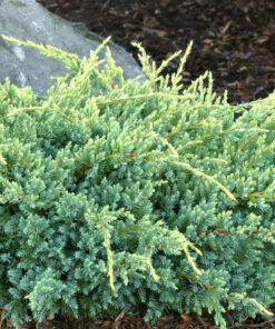 Alternative view of Žvynuotasis kadagys 'Holger‘ / Juniperus squamata 'Holger‘