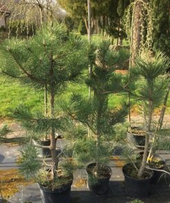 Juodoji pušis / Pinus nigra