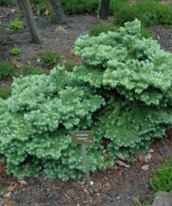 Alternative view of Europinis maumedis ‘Blue Dwarf’ / Larix kaempferi ‘Blue Dwarf’