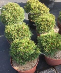 Kalninė pušis ‘Grune Welle’ / Pinus mugo ‘Grune Welle’