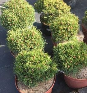 Kalninė pušis ‘Grune Welle’ / Pinus mugo ‘Grune Welle’
