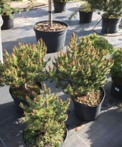 Alternative view of Kalninė pušis ‘Kissen’ / Pinus mugo ‘Kissen’