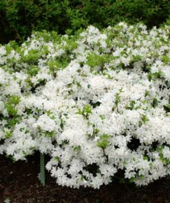 Alternative view of Japoninė azalija 'Kermesina Alba‘ / Azalea japonica 'Kermesina Alba‘