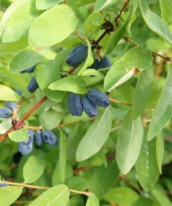 Alternative view of Kamčiatkinis sausmedis 'Wojtek‘ / Lonicera kamtschatica 'Wojtek‘