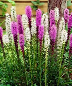 Varpotasis liatris / Liatris spicata