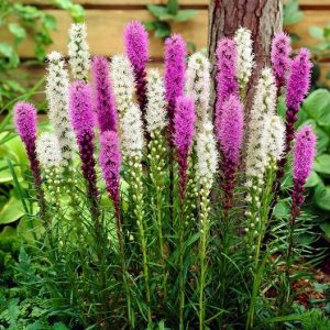 Varpotasis liatris / Liatris spicata
