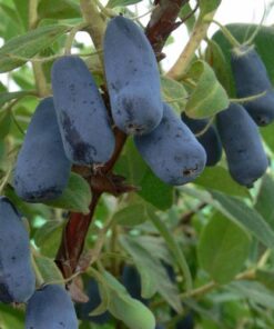 Kamčiatkinis sausmedis 'Wojtek‘ / Lonicera kamtschatica 'Wojtek‘