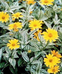 Šiurktusis saulakis 'Loraine Sunshine‘ / Heliopsis helianthoides 'Loraine Sunshine‘
