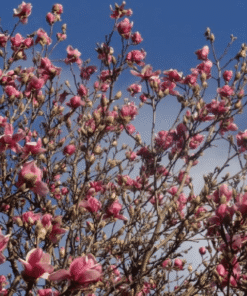 Alternative view of Sulanžo magnolija 'Alexandrina‘ / Magnolia soulangeana 'Alexandrina'