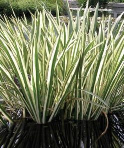 Margalapis ajeras 'Variegata‘ / Acorus calamus 'Variegata‘
