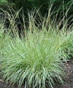 Alternative view of Melsvoji melvenė 'Variegata‘ / Molinia caerulea ‘Variegata’