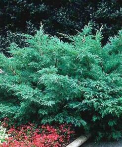 Žvynuotasis kadagys 'Meyeri‘ / Juniperus squamata 'Meyeri‘
