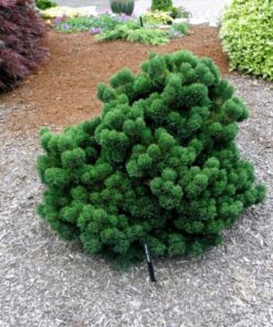 Kalninė pušis ‘Jacobsen’ / Pinus mugo ‘Jacobsen’
