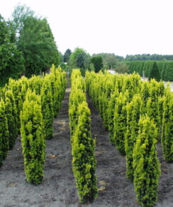 Alternative view of Europinis kukmedis 'Fastigiata Aureomarginata‘ / Taxus baccata 'Fastigiata Aureomarginata‘