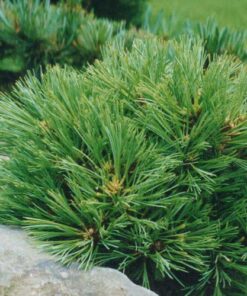 Alternative view of Veimutinė pušis 'Greg‘ / Pinus strobus ‘Greg’