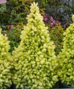 Baltoji eglė  'Daisy white‘ / Picea glauca 'Daisy's White'