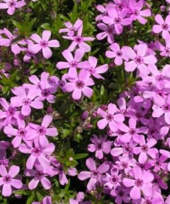 Ylalapis flioksas / Phlox subulata