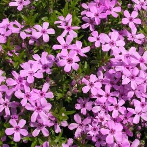 Ylalapis flioksas / Phlox subulata