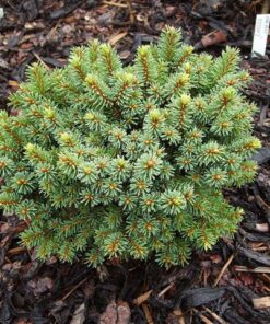 Paprastoji eglė 'Kamon‘ / Picea abies 'Kamon‘