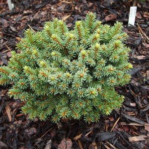 Paprastoji eglė 'Kamon‘ / Picea abies 'Kamon‘