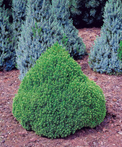 Paprastoji eglė 'Alberta Globe‘ / Picea abies 'Alberta Globe‘