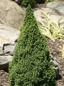 Baltoji eglė ‘Laurin’ / Picea glauca ‘Laurin’