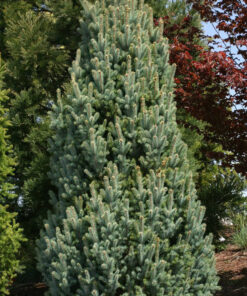 Dygioji eglė 'Iseli fastigiata‘ (Sidabrinė eglė) / Picea pungens 'Iseli Fastigiata‘