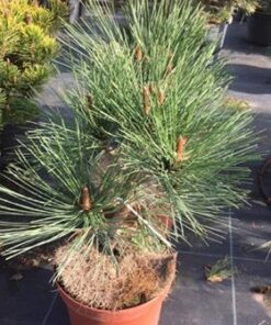Alternative view of Žefrėjaus pušis  ‘Joppi’ / Pinus jeffreyi ‘Joppi’